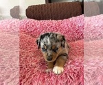 Puppy 5 Australian Shepherd-Rottweiler Mix