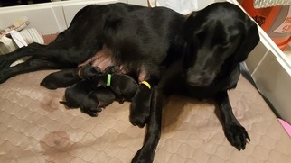 Mother of the Chow Chow-Labrador Retriever Mix puppies born on 02/08/2018