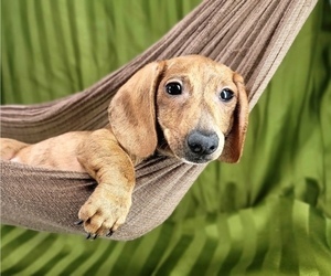 Dachshund Puppy for sale in MARIETTA, GA, USA