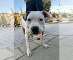 Small #1 American Pit Bull Terrier Mix