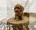 Puppy 0 Goldendoodle-Poodle (Miniature) Mix