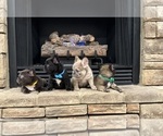 Small #3 French Bulldog