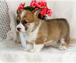 Small #3 Pembroke Welsh Corgi