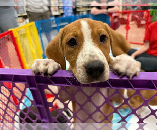 Medium Photo #8 Mutt Puppy For Sale in Wenonah, NJ, USA