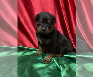Rottweiler Puppy for Sale in REMER, Minnesota USA