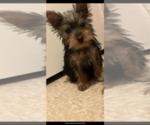 Small Yorkshire Terrier