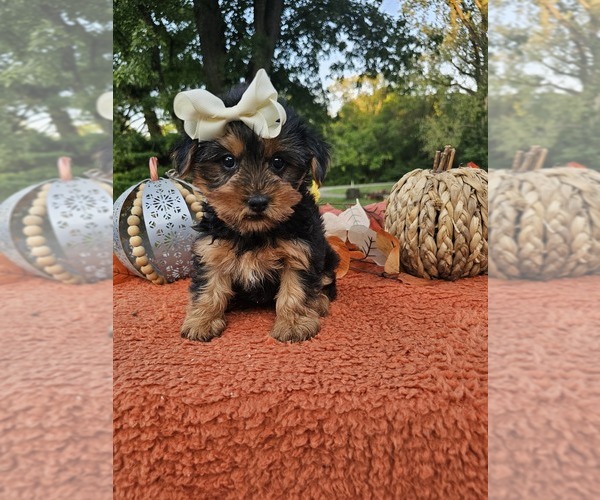 Medium Photo #3 Yorkshire Terrier Puppy For Sale in INDIANAPOLIS, IN, USA