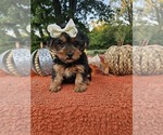 Small #2 Yorkshire Terrier