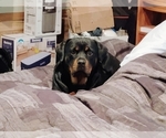 Small #3 Rottweiler