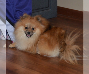 Father of the Maltipom puppies born on 08/30/2025