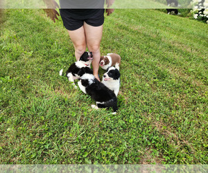 Border Collie Puppy for Sale in INDEPENDENCE, West Virginia USA