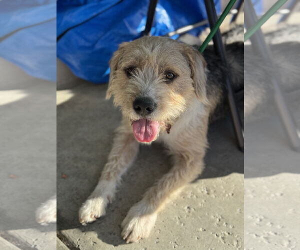 Medium Photo #4 Norfolk Terrier-Unknown Mix Puppy For Sale in Newport Beach, CA, USA