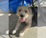 Small #3 Norfolk Terrier Mix