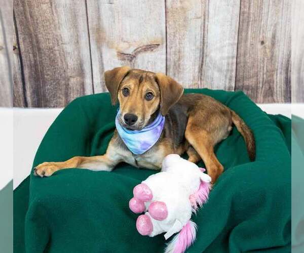 Medium Photo #3 Mutt Puppy For Sale in Kennesaw, GA, USA