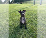 Small #8 American Pit Bull Terrier Mix