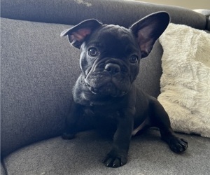 French Bulldog Puppy for sale in HAYWARD, CA, USA