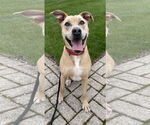 Small #8 Labrador Retriever Mix