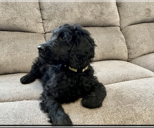 Goldendoodle Puppy for sale in HARRISON, AR, USA