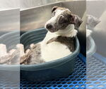 Small #4 Catahoula Leopard Dog-Labrador Retriever Mix