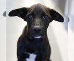 Small #2 Labrador Retriever Mix