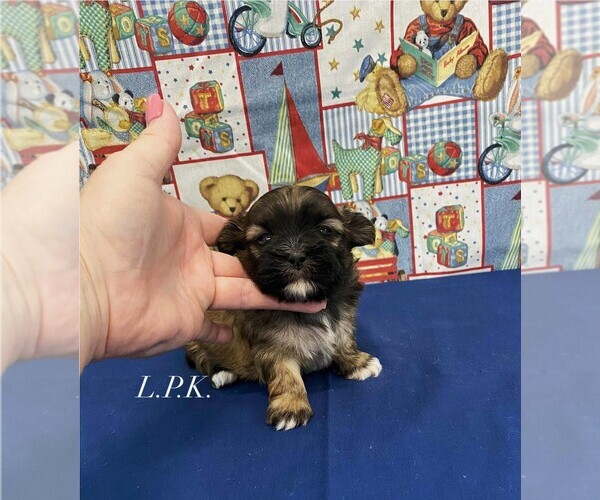 Medium Photo #1 Mal-Shi Puppy For Sale in WINNSBORO, LA, USA