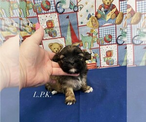Mal-Shi Puppy for sale in WINNSBORO, LA, USA