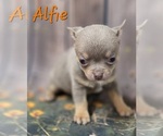 Small #5 Chihuahua