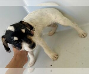 Border Terrier Dogs for adoption in Houston, TX, USA