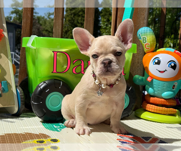 Medium Photo #6 French Bulldog Puppy For Sale in GRANDVIEW, WA, USA