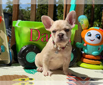 Small #5 French Bulldog
