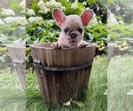 Puppy Puppy 3 French Bulldog