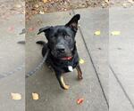 Small #6 Rottweiler Mix