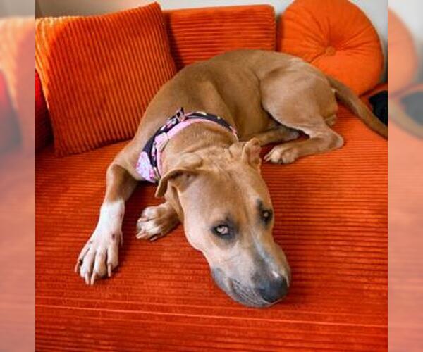 Medium Photo #3 Mutt Puppy For Sale in Tulsa, OK, USA