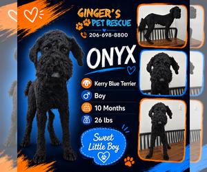 Kerry Blue Terrier Dogs for adoption in Seattle, WA, USA
