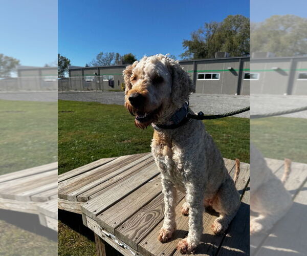 Medium Photo #3 Mutt Puppy For Sale in Pierceton , IN, USA