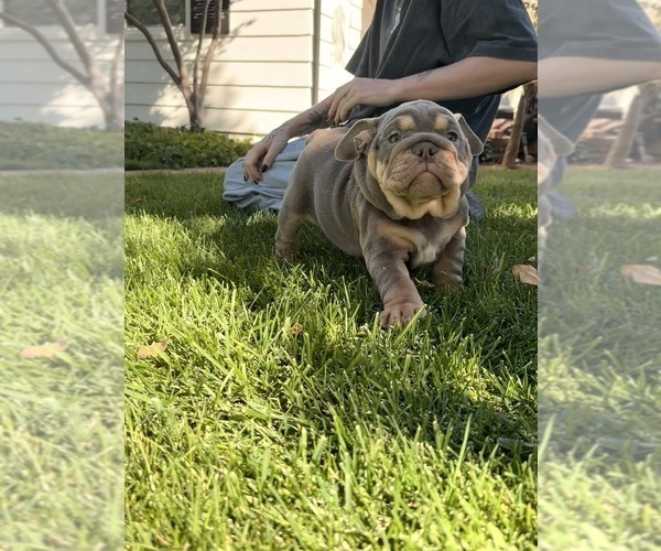 Medium Photo #5 Bulldog Puppy For Sale in MERCED, CA, USA