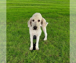 Golden Retriever Dogs for adoption in Menifee, CA, USA