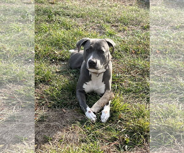 Medium Photo #2 Mutt Puppy For Sale in Orlando, FL, USA