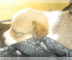 Small Photo #1 Pembroke Welsh Corgi Puppy For Sale in CIMARRON, NM, USA