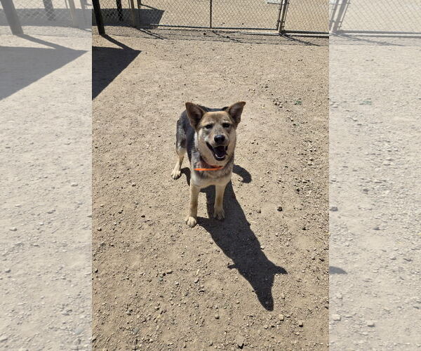 Medium Photo #1 Mutt Puppy For Sale in Maquoketa, IA, USA