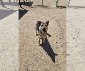 Mutt Dogs for adoption in Maquoketa, IA, USA
