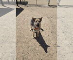 Small Mutt