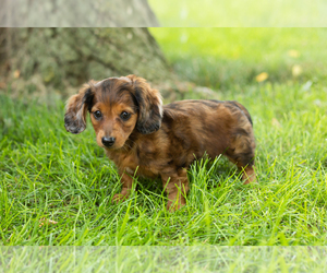 Dachshund Puppy for sale in BREMEN, IN, USA