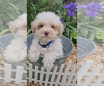 Small #1 Poodle (Toy)