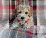 Small Photo #6 Bichpoo Puppy For Sale in LANCASTER, PA, USA