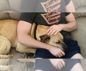 Kobe Boy - Male Black Mouth Cur-Boxer Mix Dog for Adoption - Photo #9