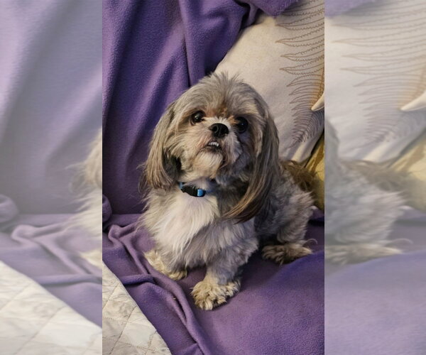 Medium Photo #2 Shih Tzu Puppy For Sale in Andover, MN, USA