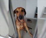 Small #6 Great Dane