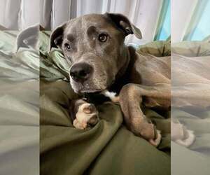 Landon - Male Labrador Retriever-Unknown Mix Dog for Adoption - Photo #6
