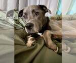 Small #5 Labrador Retriever Mix